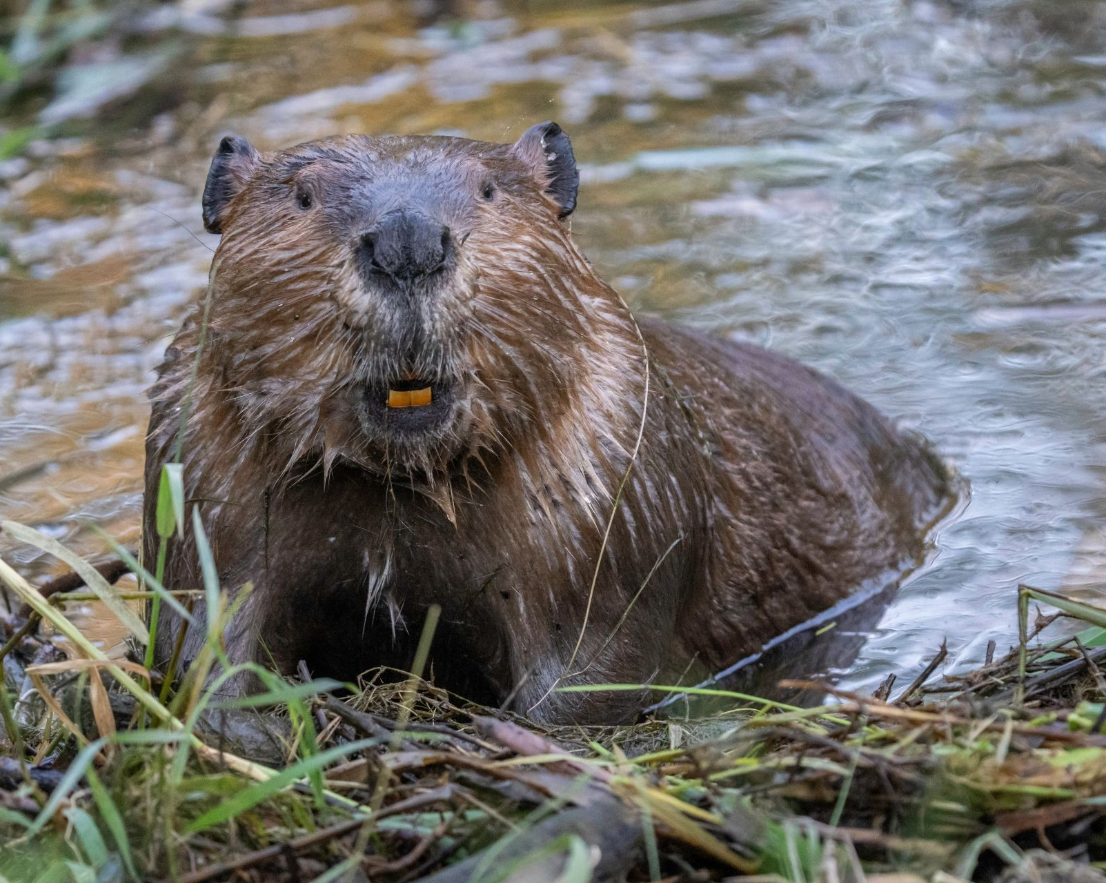 Blaming beavers for flood damage is bad policy and bad science, Concordia research shows