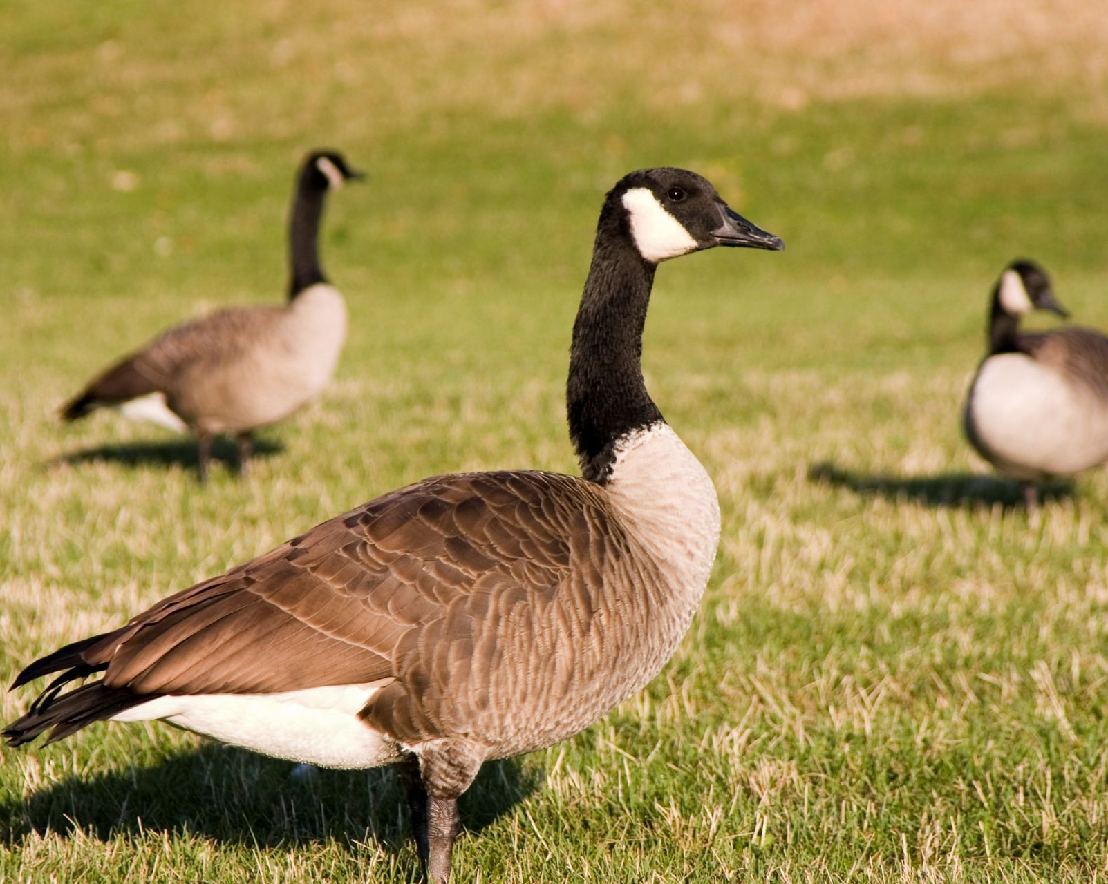 Goose poop could fuel a circular agriculture strategy, Concordia research shows