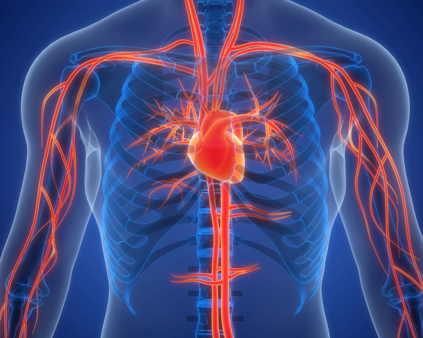Magnet-guided soft robots could lead to safer treatment of life-threatening blood clots, Concordia research shows 