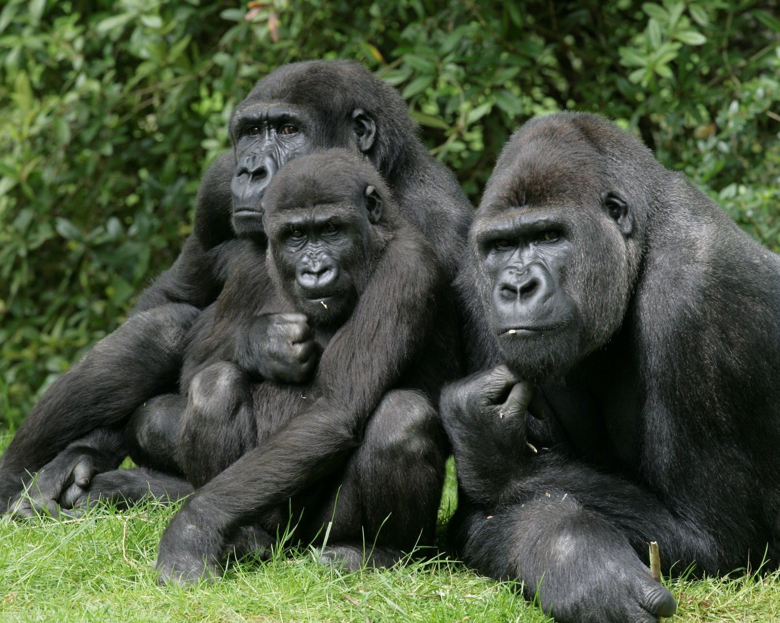 Gorillas can learn to trust humans even after years of poaching pressure, Concordia research shows