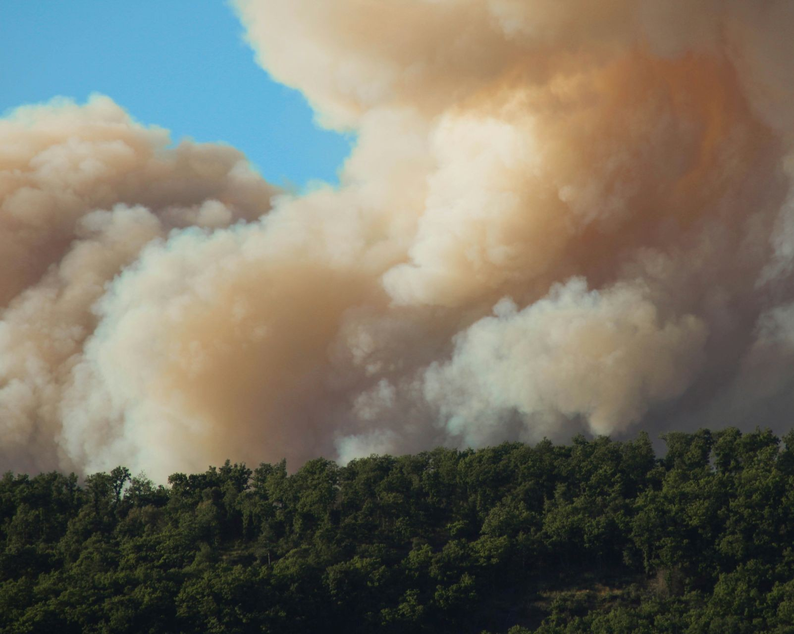 Quebec wildfire smoke left forest moths with deformed wings, Concordia research finds