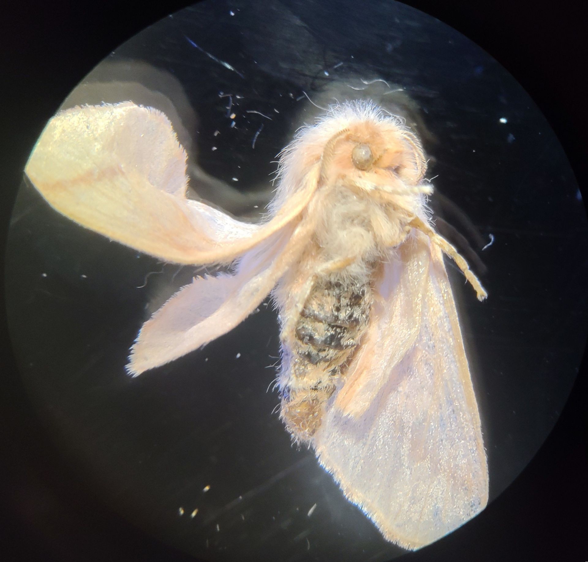 A moth with a folded wing