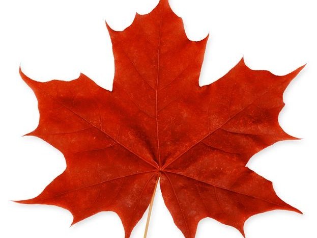 érable à sucre   Feuille d'érable à sucre