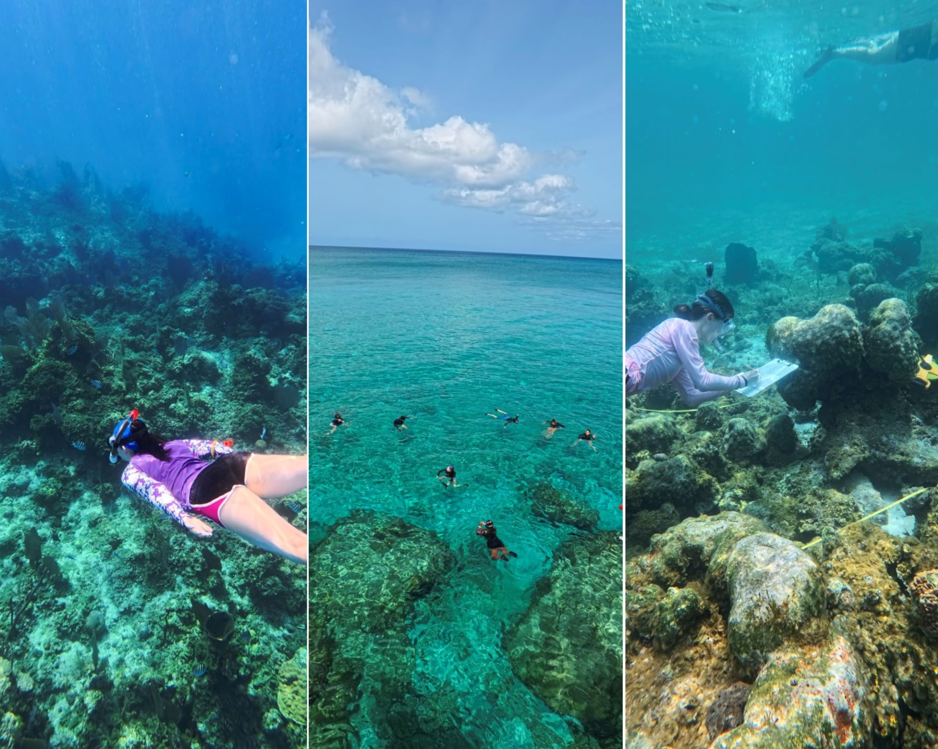 Des étudiantes et étudiants en biologie explorent l’écologie des récifs coralliens, aux Bahamas  
