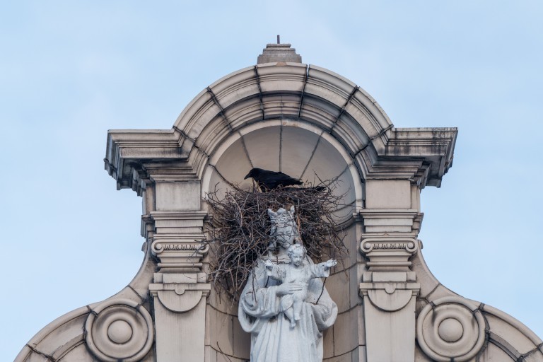 Un corbeau perché dans un grand nid au sommet d’une statue jouxtant le pavillon de psychologie du campus Loyola de l’Université Concordia