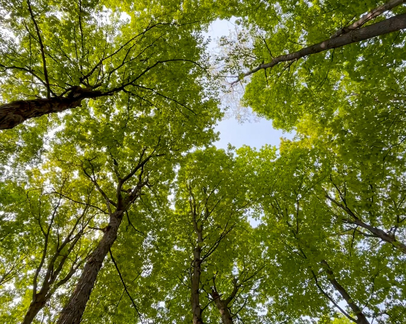 L’étude des forêts anciennes de l’est du Canada indique que le changement climatique a commencé il y a près de 100 ans
