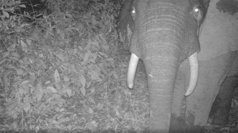 Image infrarouge d'un éléphant errant la nuit sous un arbre fruitier Sacoglottis gabonensis.