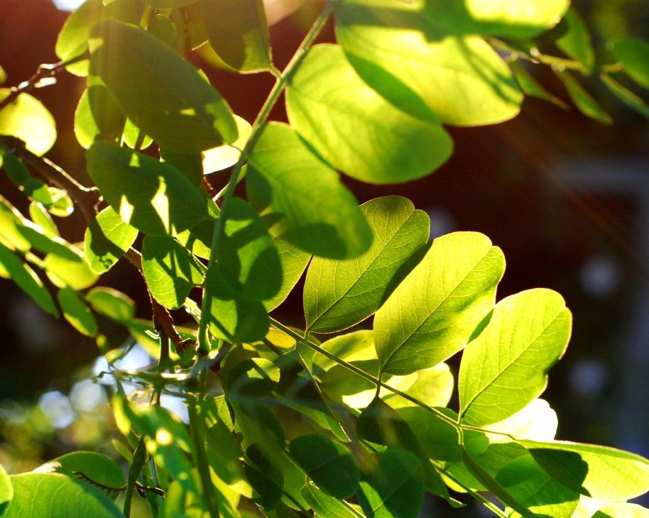 RECHERCHE : Des panneaux solaires vivants où les cyanobactéries servent à la production d’énergie verte