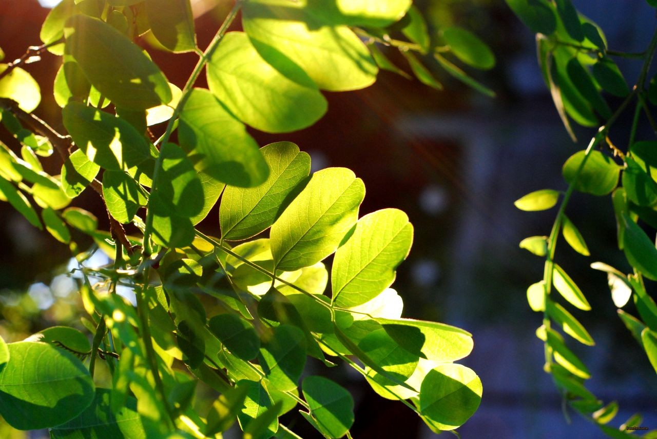 Feuilles dans un arbre baignées de lumière